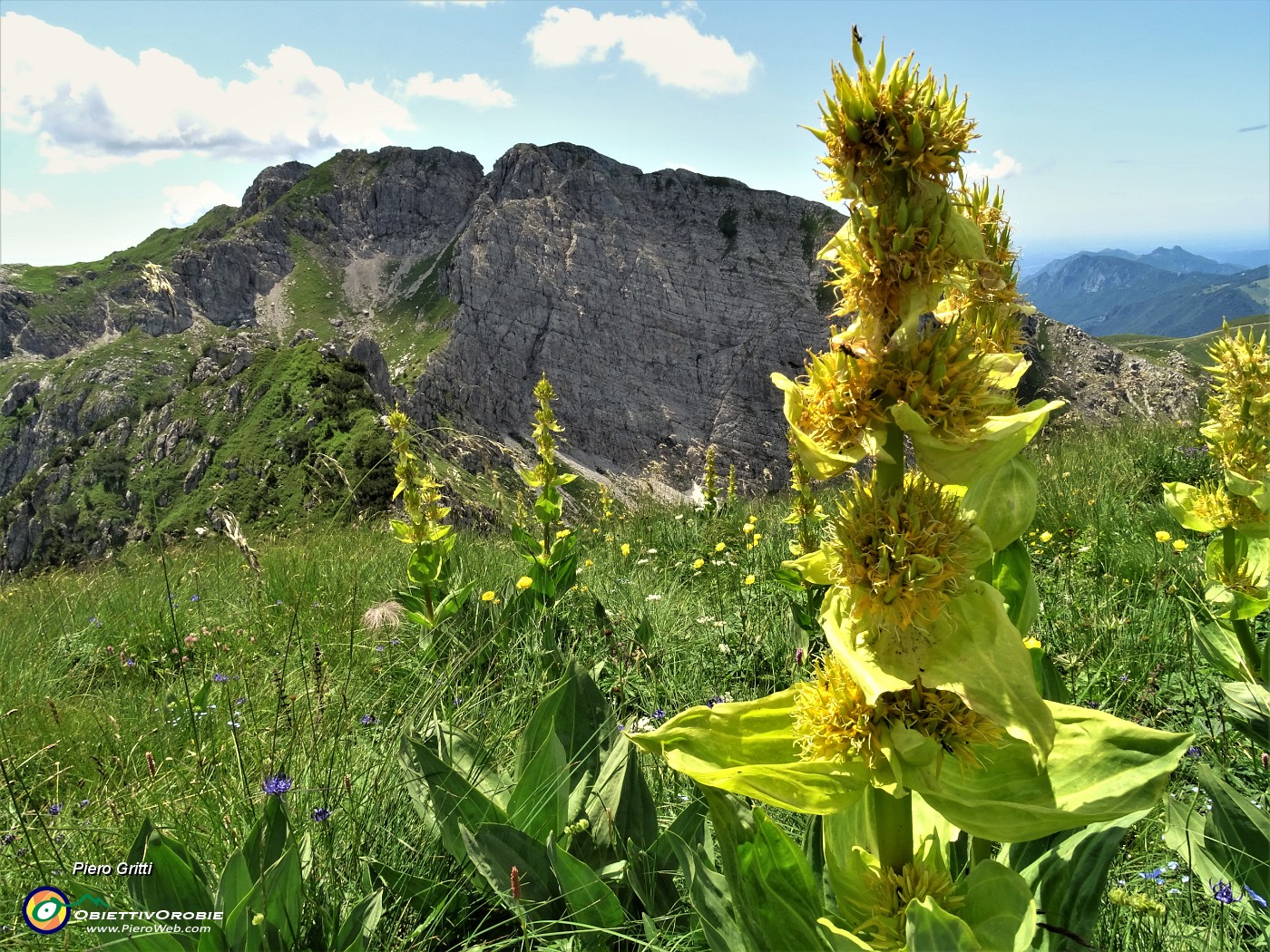 74Genziana gialla (Gentiana lutea) con vista verso lo Zucco Barbesino.JPG